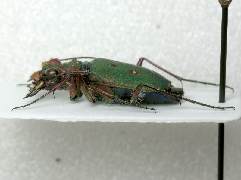 Cicindela campestris Linnaeus, 1758